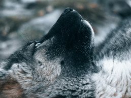 Primo piano di un cane da slitta groenlandese