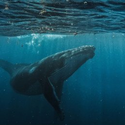 Balena che nuota sotto la superficie del mare