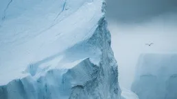 Uccello e parete di ghiaccio nel fiordo di Ilulissat