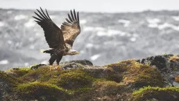 Aquila in volo nel fiordo di Nuuk