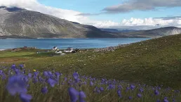 Fiori sul pendio vicino a Igaliku