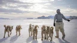 Conduttore e cani da slitta sul ghiaccio marino