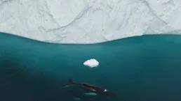 Megattera e piccolo nelle acque di Ilulissat
