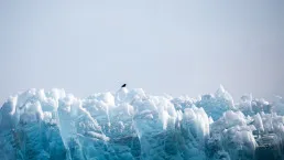 Corvo sulla sommità di un ghiacciaio blu