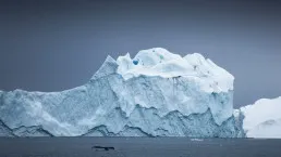Balena durante un’escursione in barca a Ilulissat