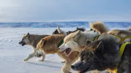 Muta di cani da slitta in Groenlandia