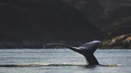 Balena in immersione nel fiordo di Nuuk